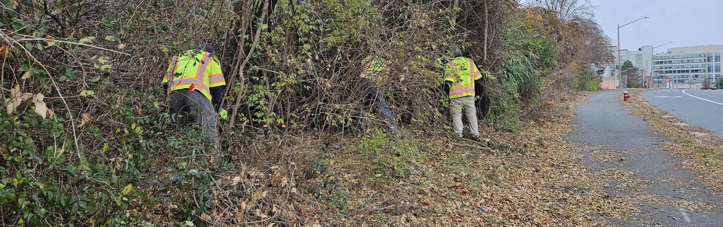 OSS+rescuing+trees+from+Wisteria